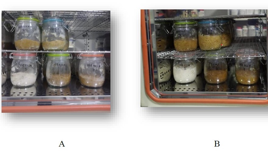 FOTO 9 Masa madre antes y despues de inoculacion con bacterias